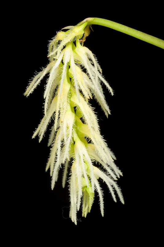 Bulb. comosum (mount)