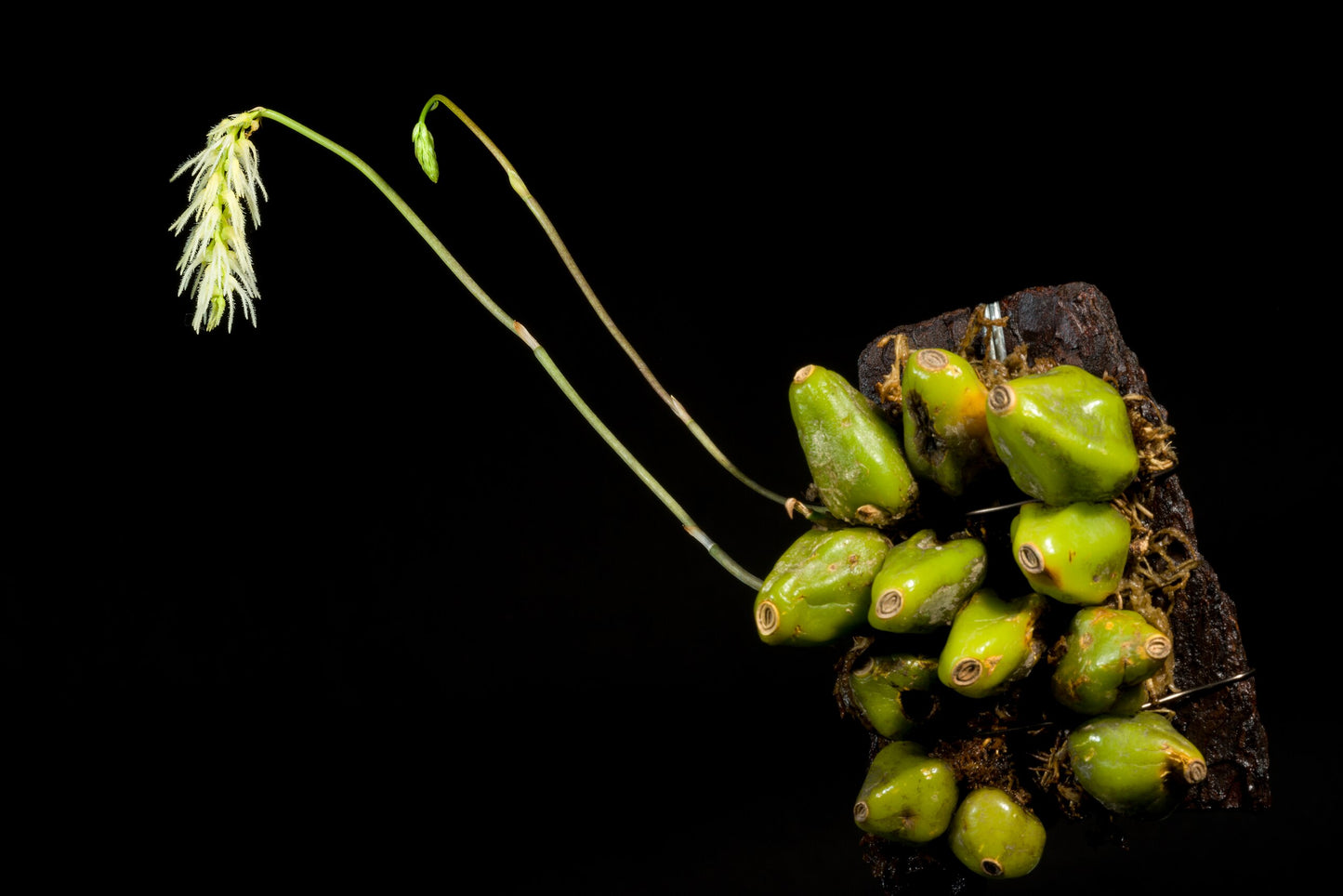 Bulb. comosum (mount)