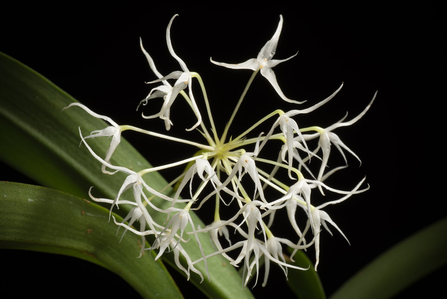 Bulbophyllum laxiflorum 3in div