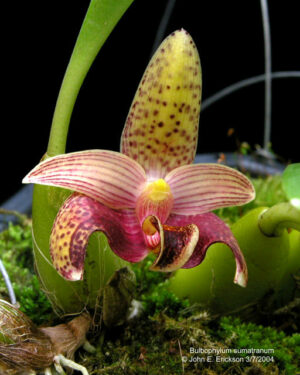 Bulb. sumatranum x sib 3in