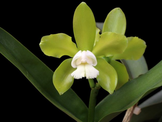 C. leopoldii v. albina 4N x B. nodosa 4N 4in