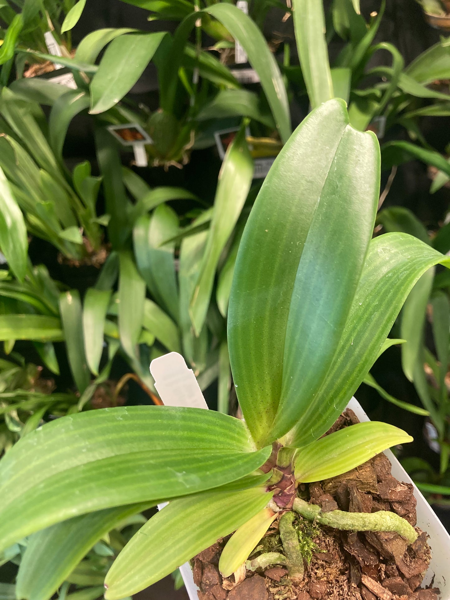 Rhynchostylis gigantea x sib (white) 4in