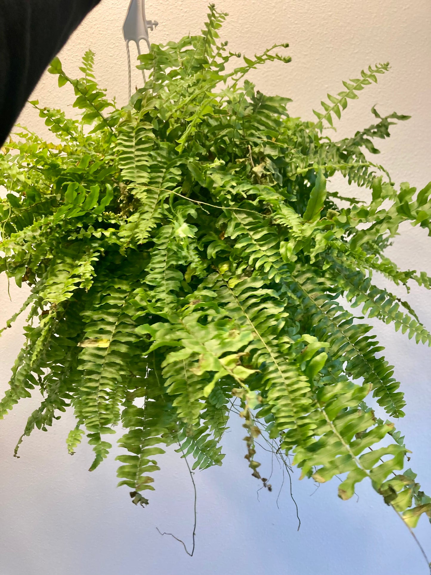 Nephrolepis ex. 'Blue Bell' 6in HB
