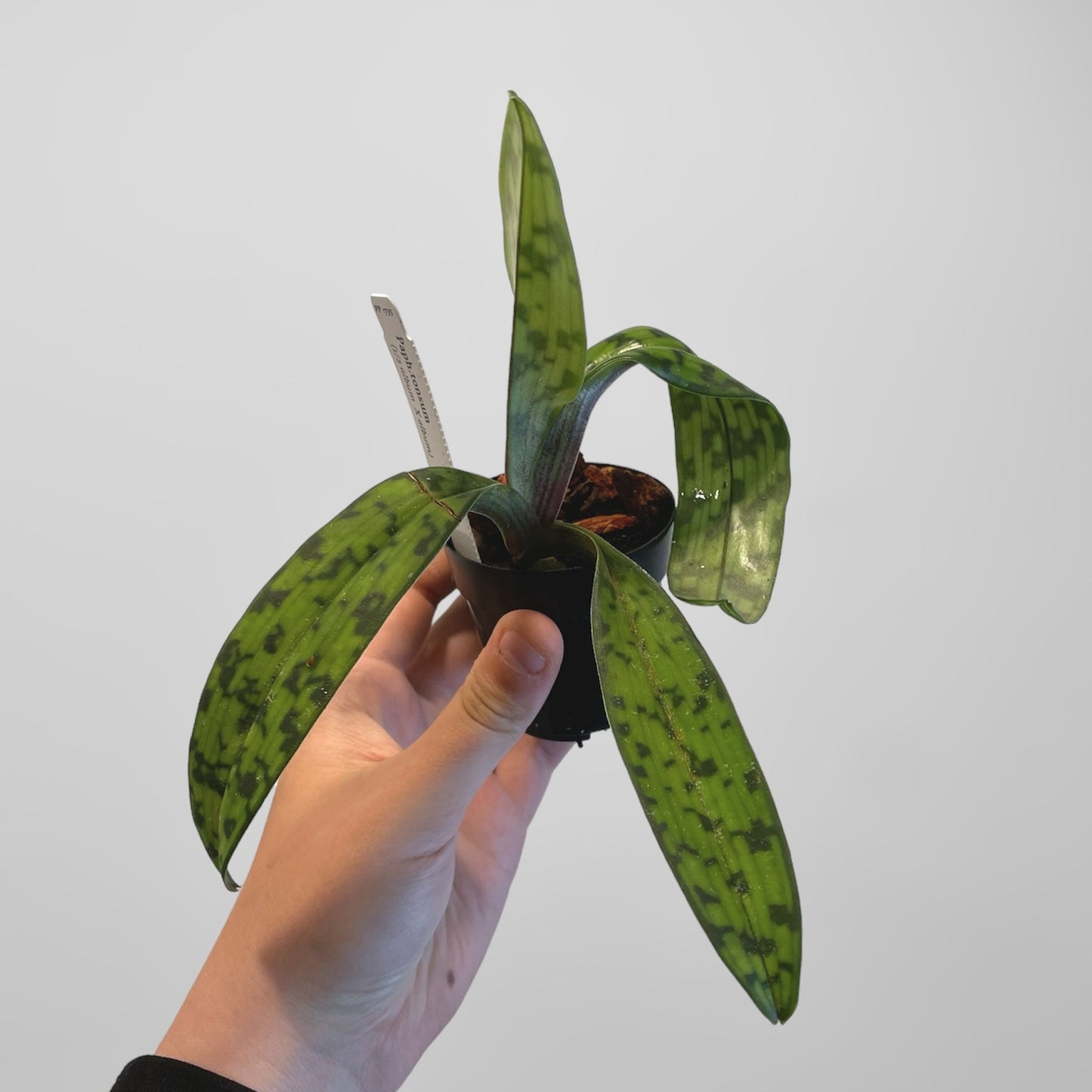Paphiopedilum tonsum (1/2 album x album) 3in