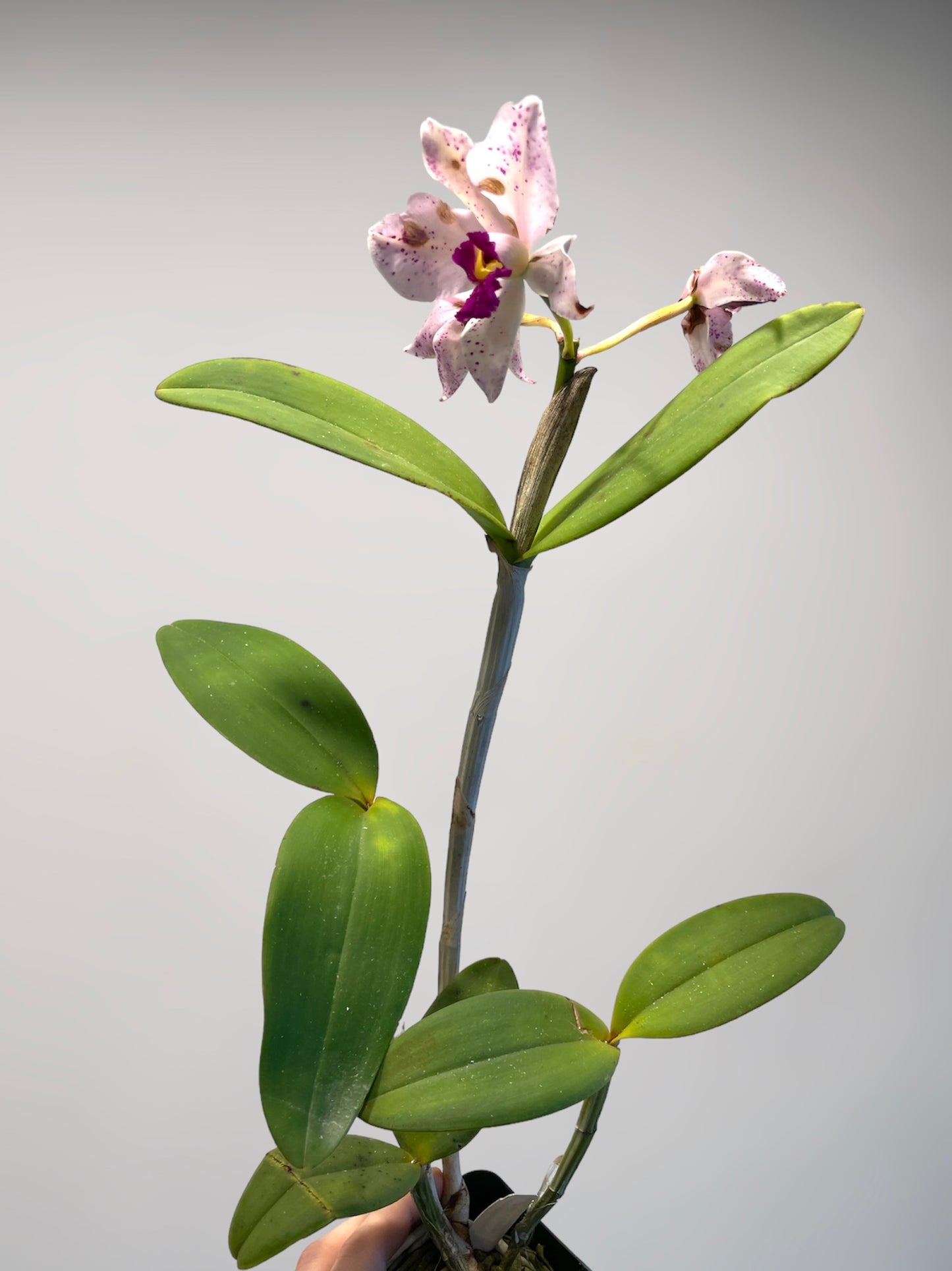 Cattleya amethystoglossa (‘Oasis’ x ‘Campea’) 4in