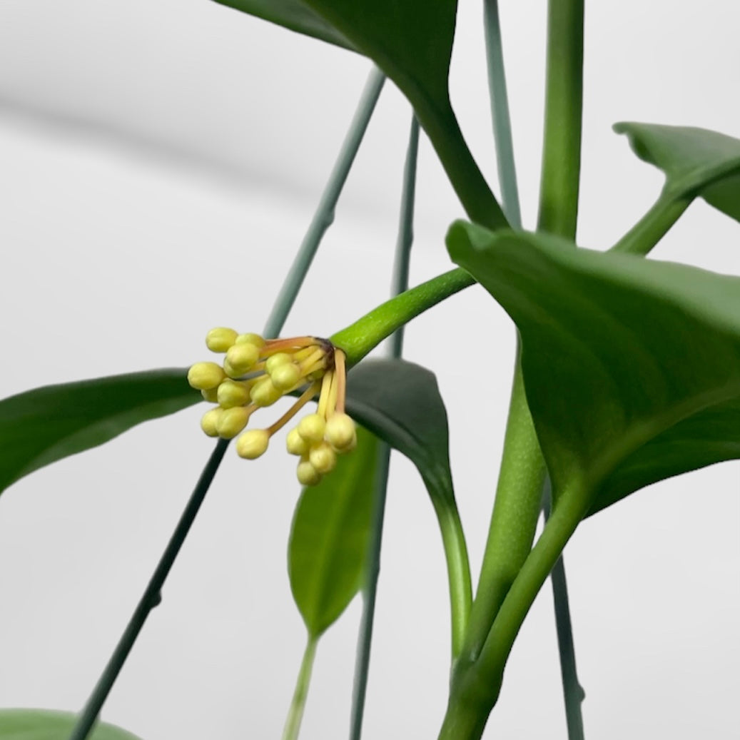 Hoya multiflora 6in HB