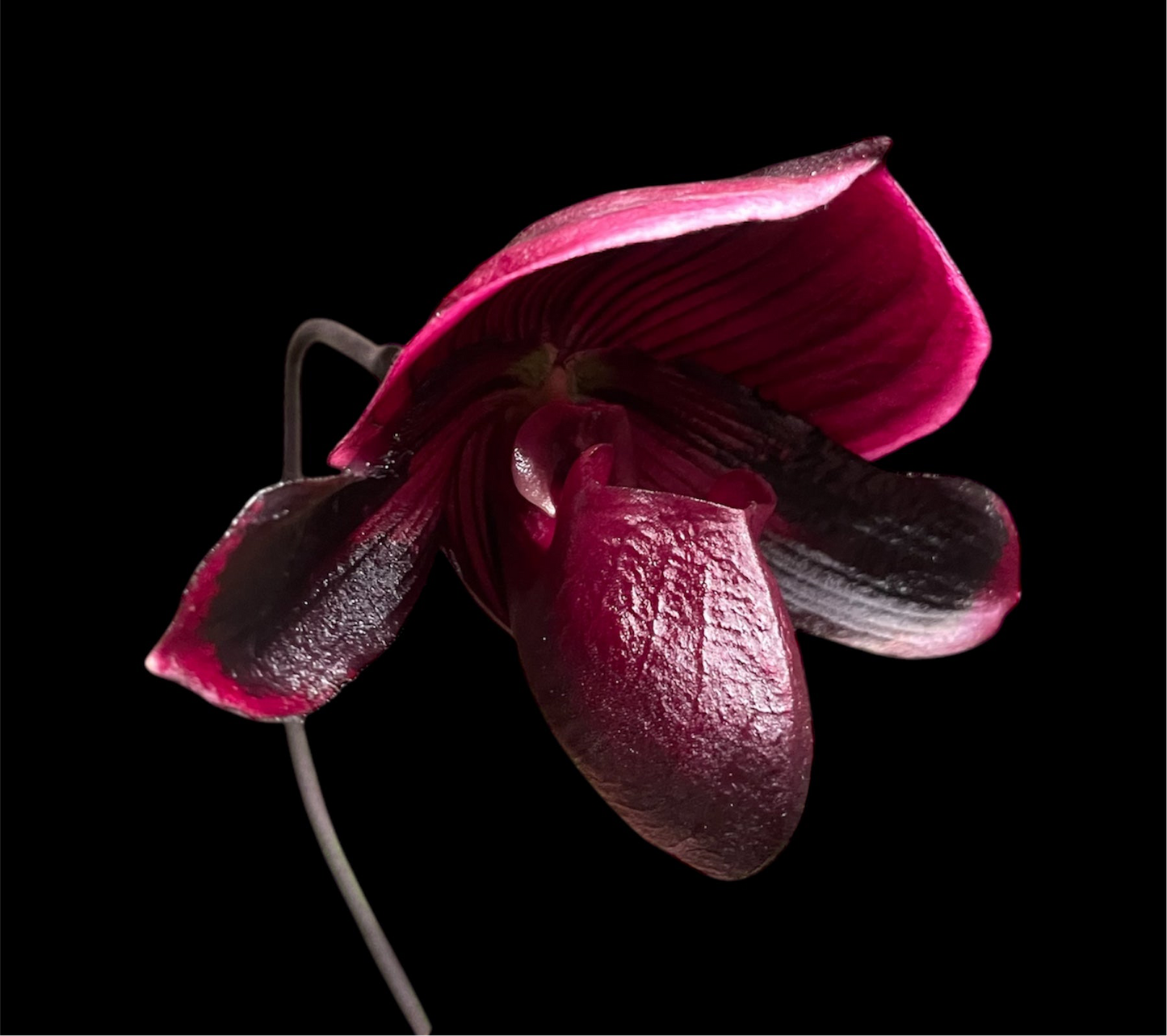 Paphiopedilum Ehukai (QF Ka'ehukai x ALL Black Everything) 3in