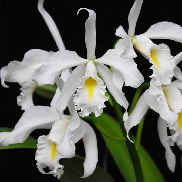 Cattleya maxima var. alba x sib 5in