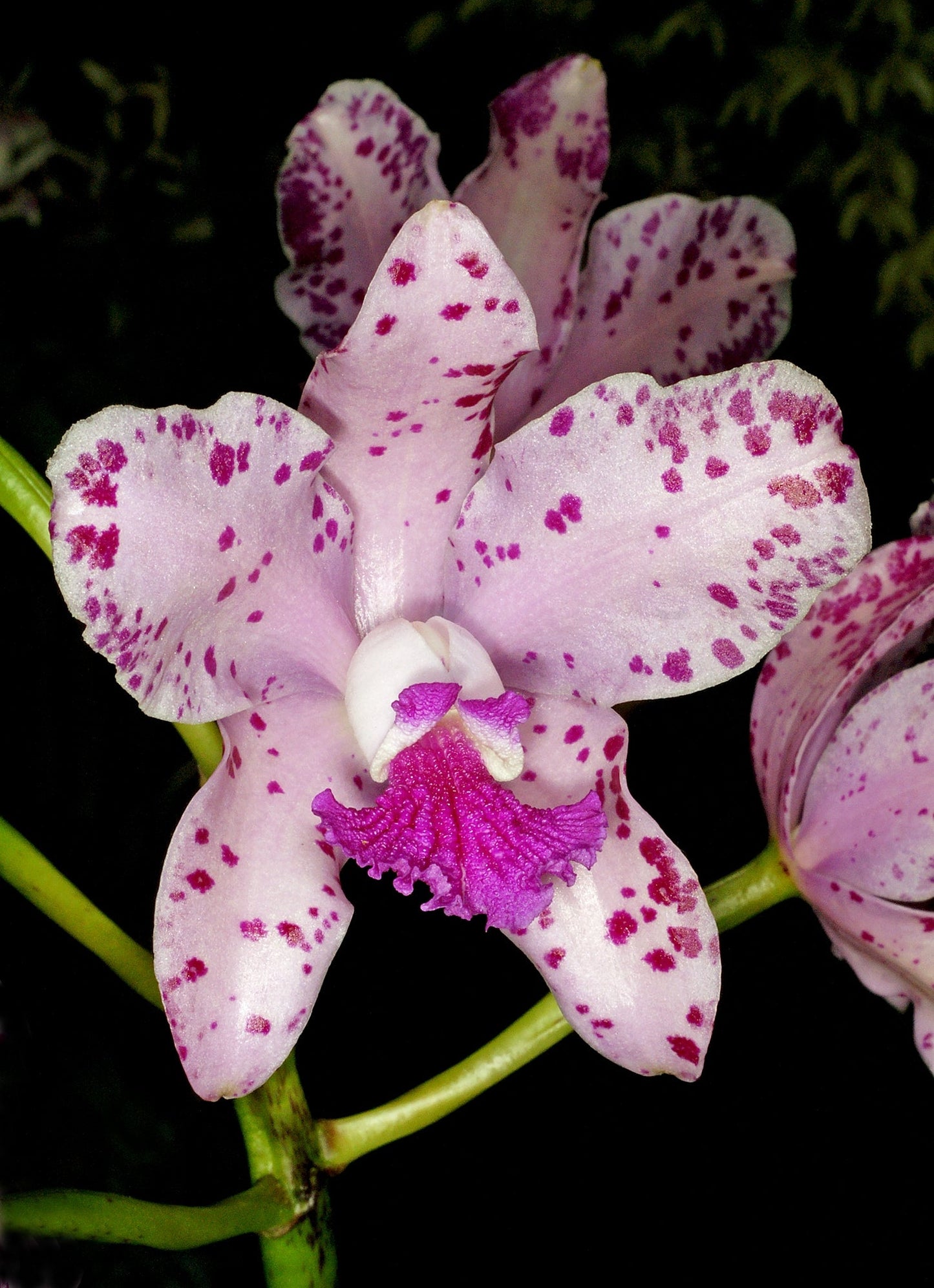 C. amethystoglossa (alba ‘Vitoria’ x albescens ‘Beijinho no Ombro’) 4in