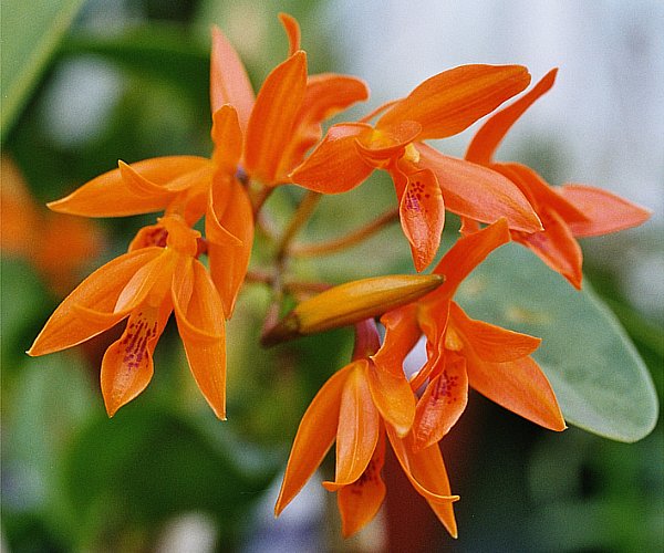 Cattleya aurantiaca x Caulocattleya Chantilly Lace 'Twinkle' 4in