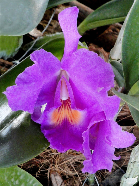 Cattleya bowringiana (LARGE) 6in