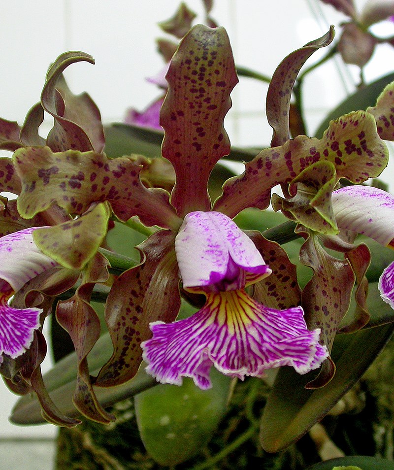 C. schilleriana x sib 3in