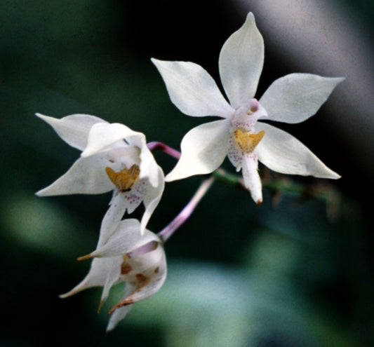 Caularthron bicornutum 4in