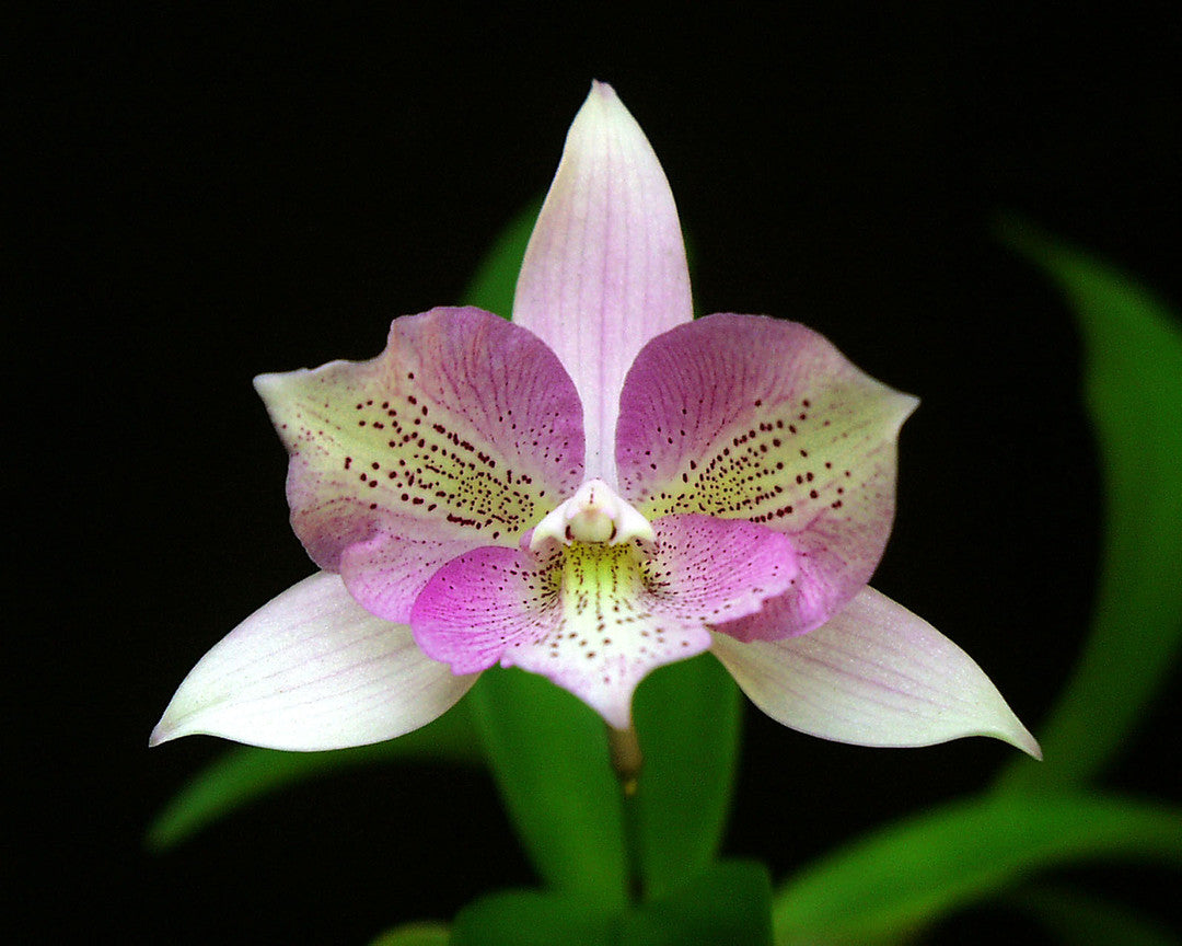 Cattleya aurantiaca x Caulocattleya Chantilly Lace 'Twinkle' 4in