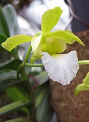 Christensonia vietnamica (cutting)