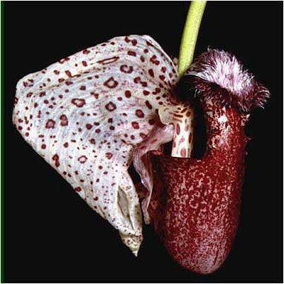 Coryanthes alborosea 'White Eve' x self 4in