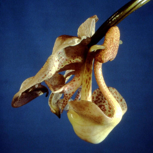Coryanthes macrocorys 'May' x self 4in (LARGE)