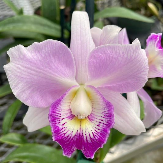 Ctty. Spring Fragrance 'Paradise' 4in