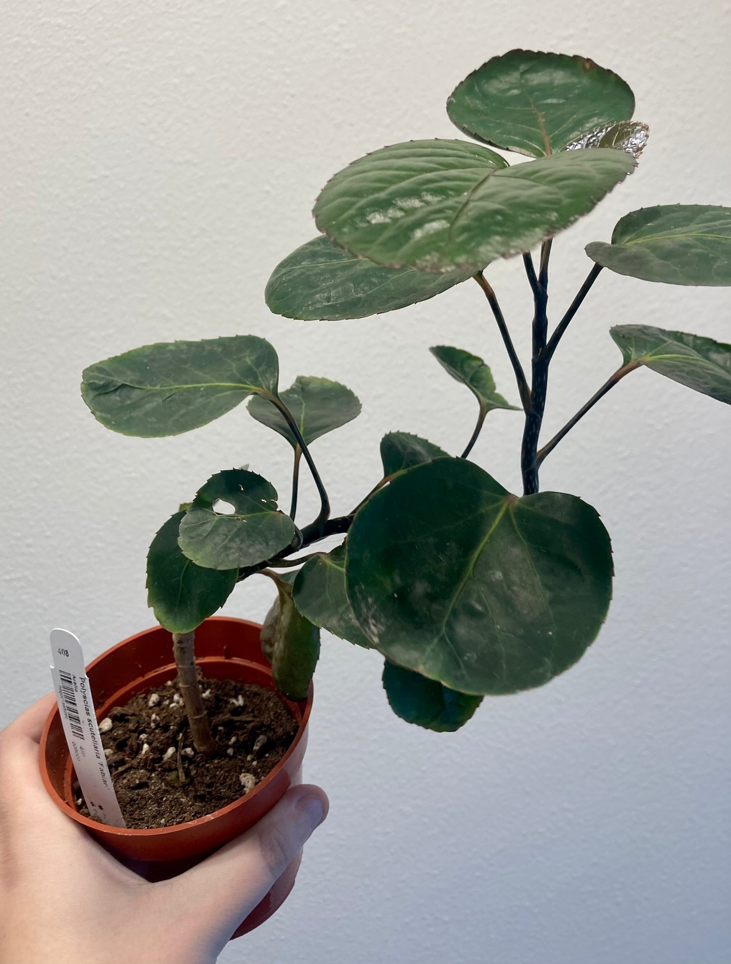 Polyscias scutellaria 'Fabian' 4in