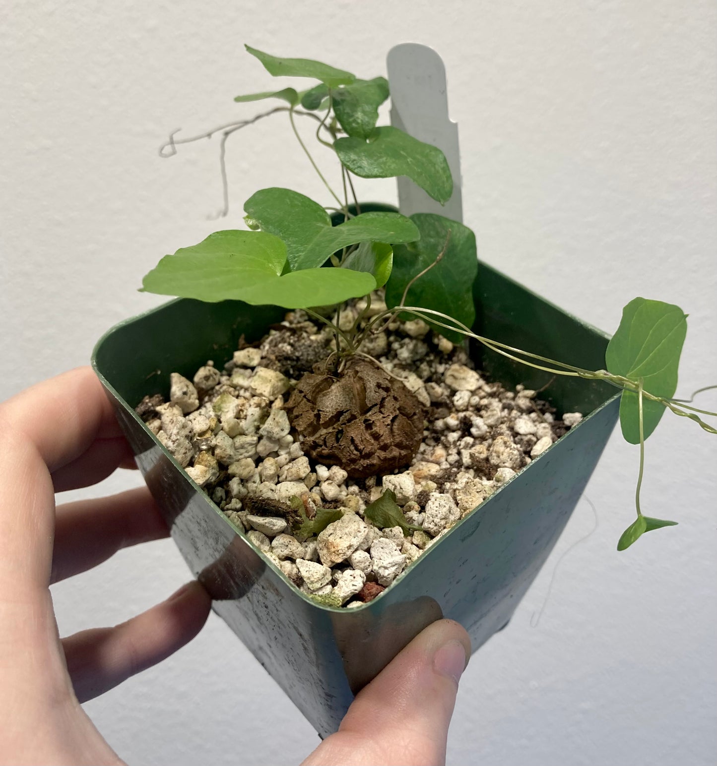 Dioscorea elephantipes 4in