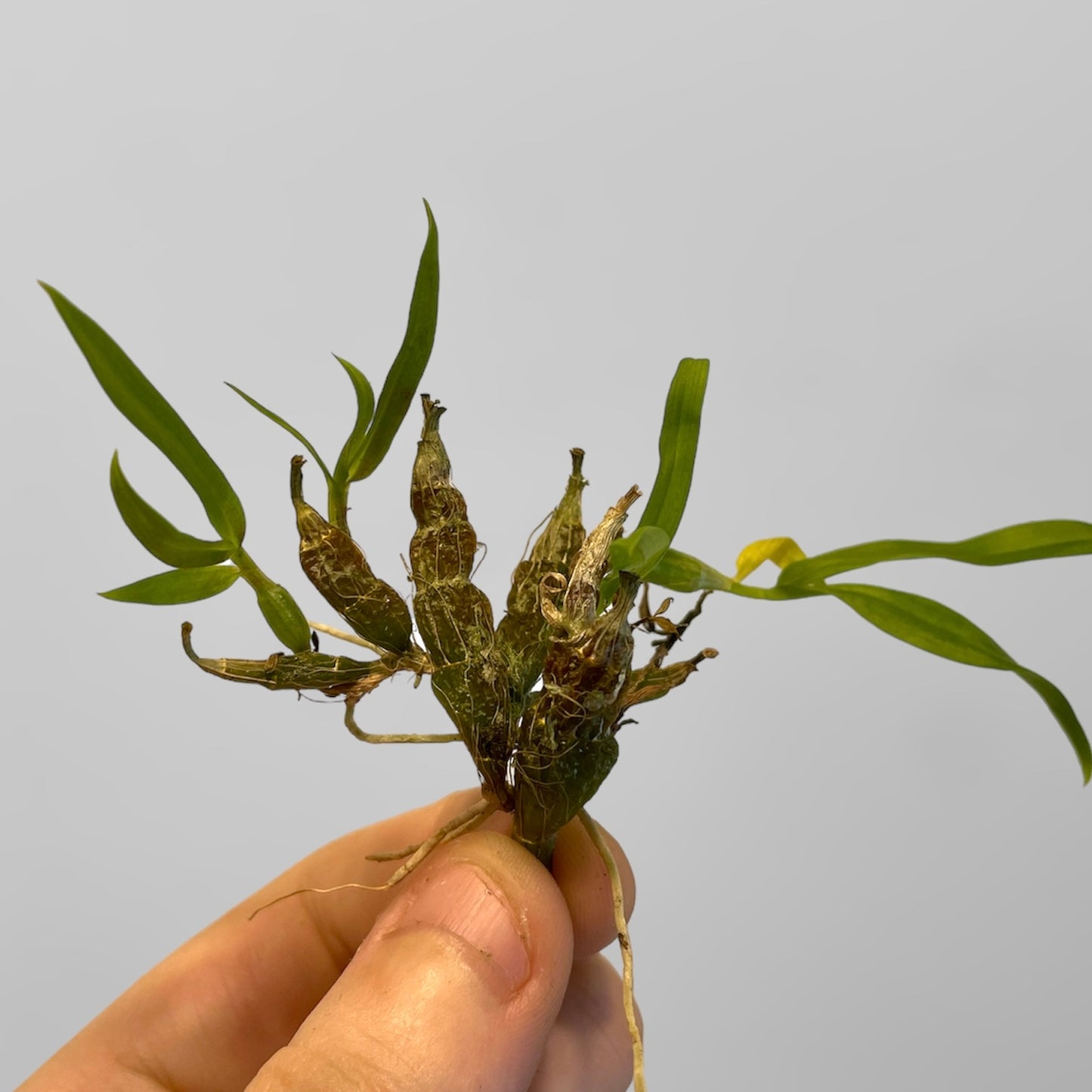 Dendrobium hekouense x sib (division)