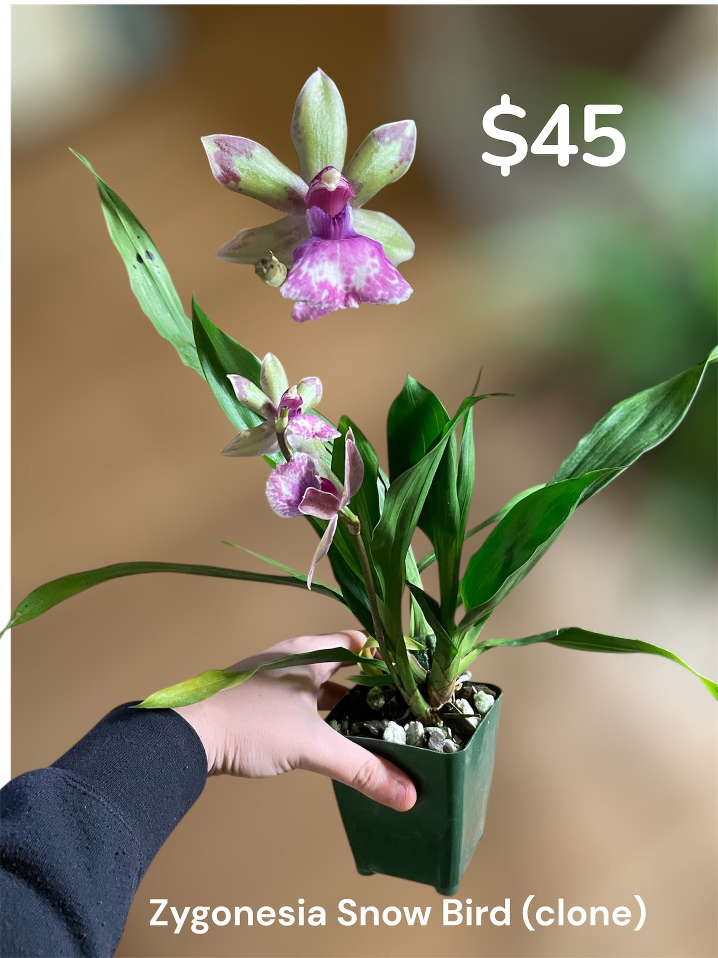 Zygopetalum Snow Bird 4in (Local Only)