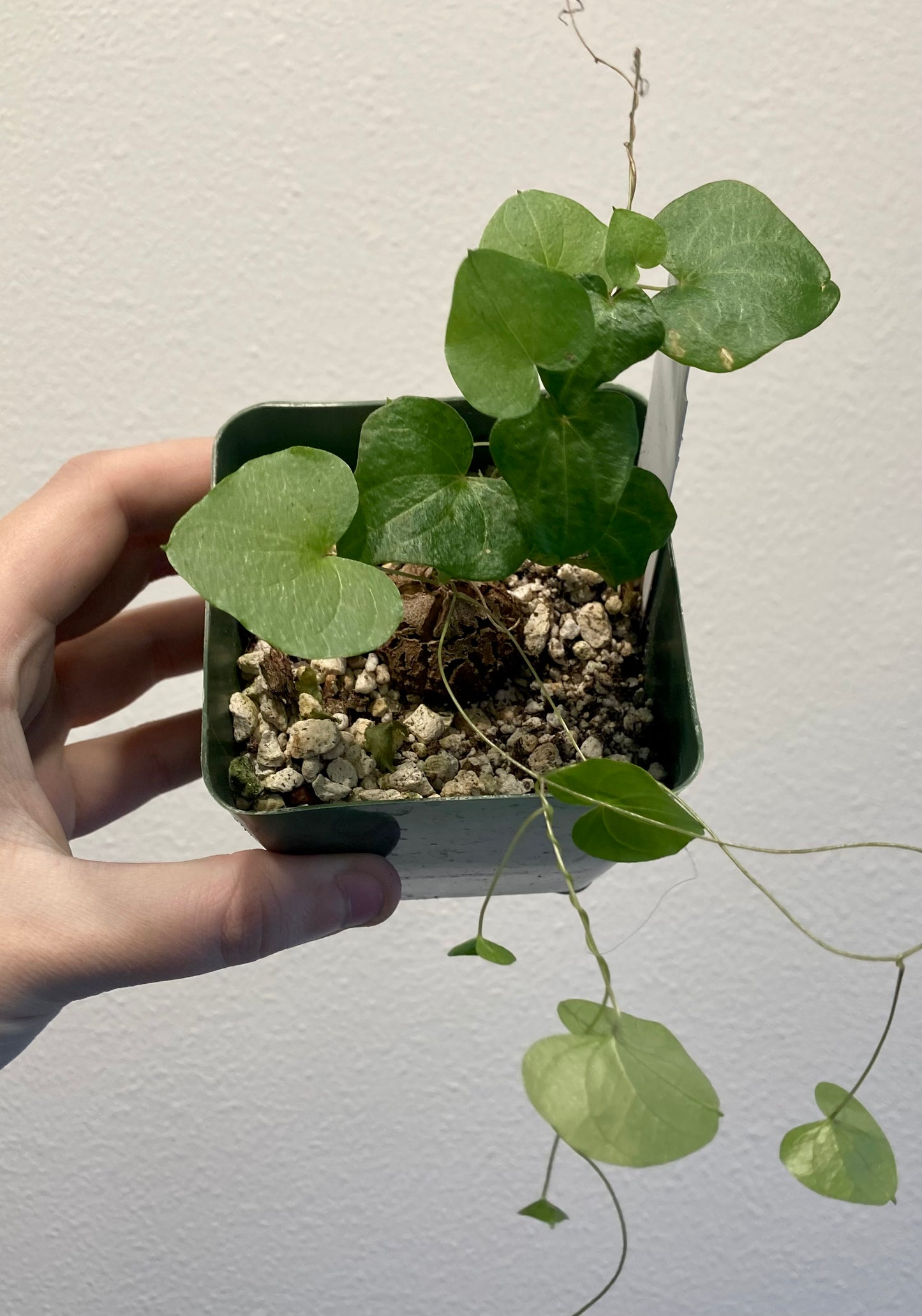 Dioscorea elephantipes 4in