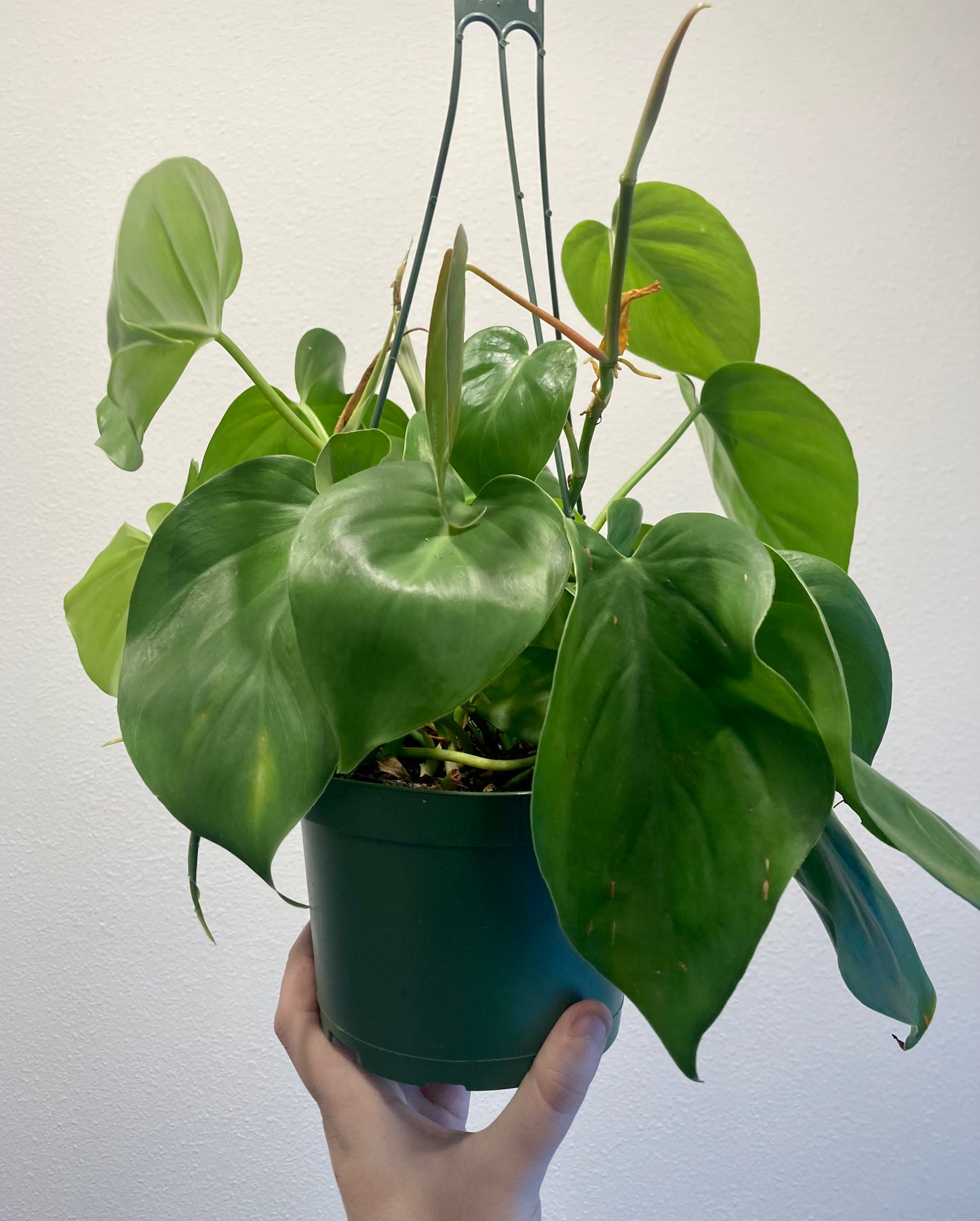 Philodendron cordatum 6in HB