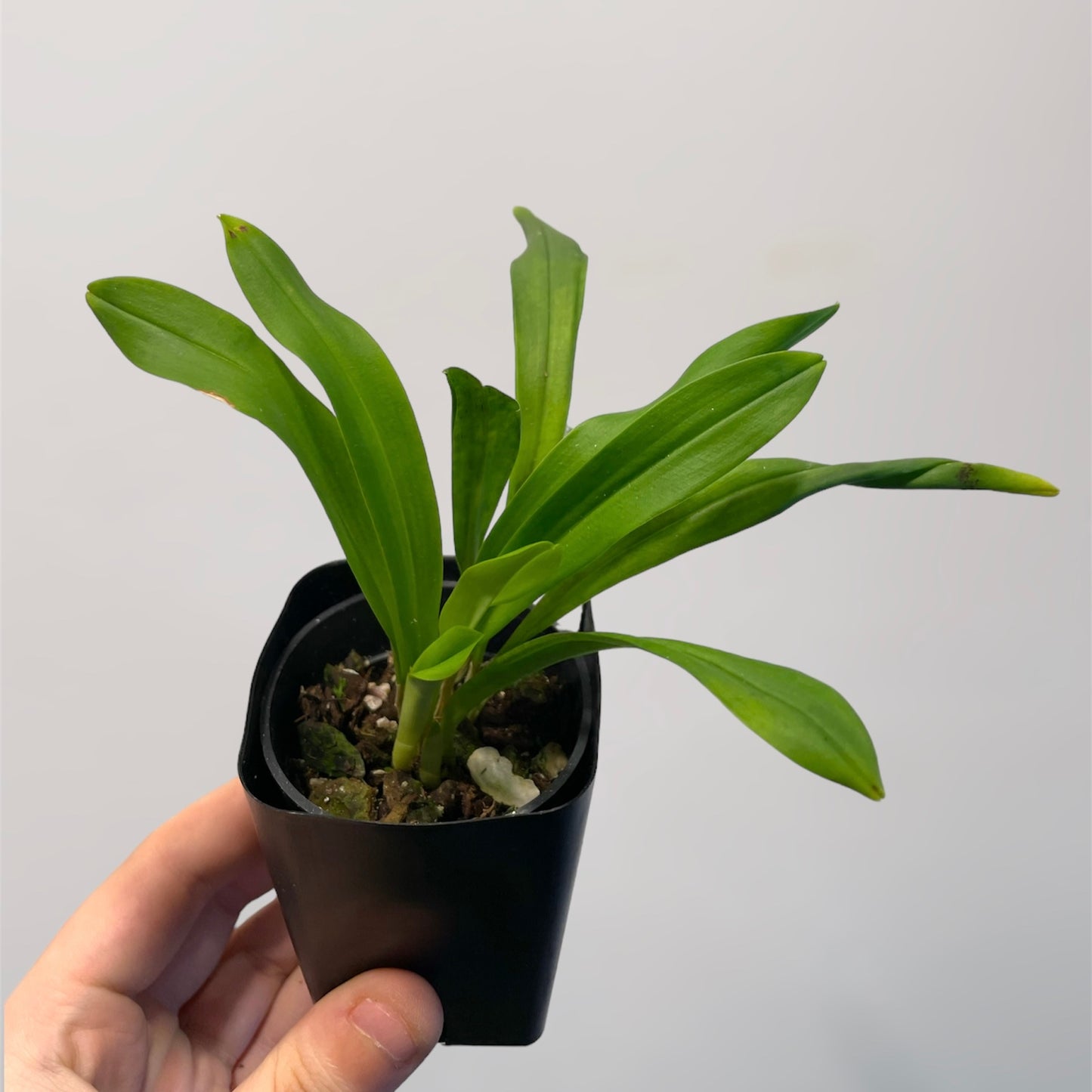 Dracula inaequalis 3in