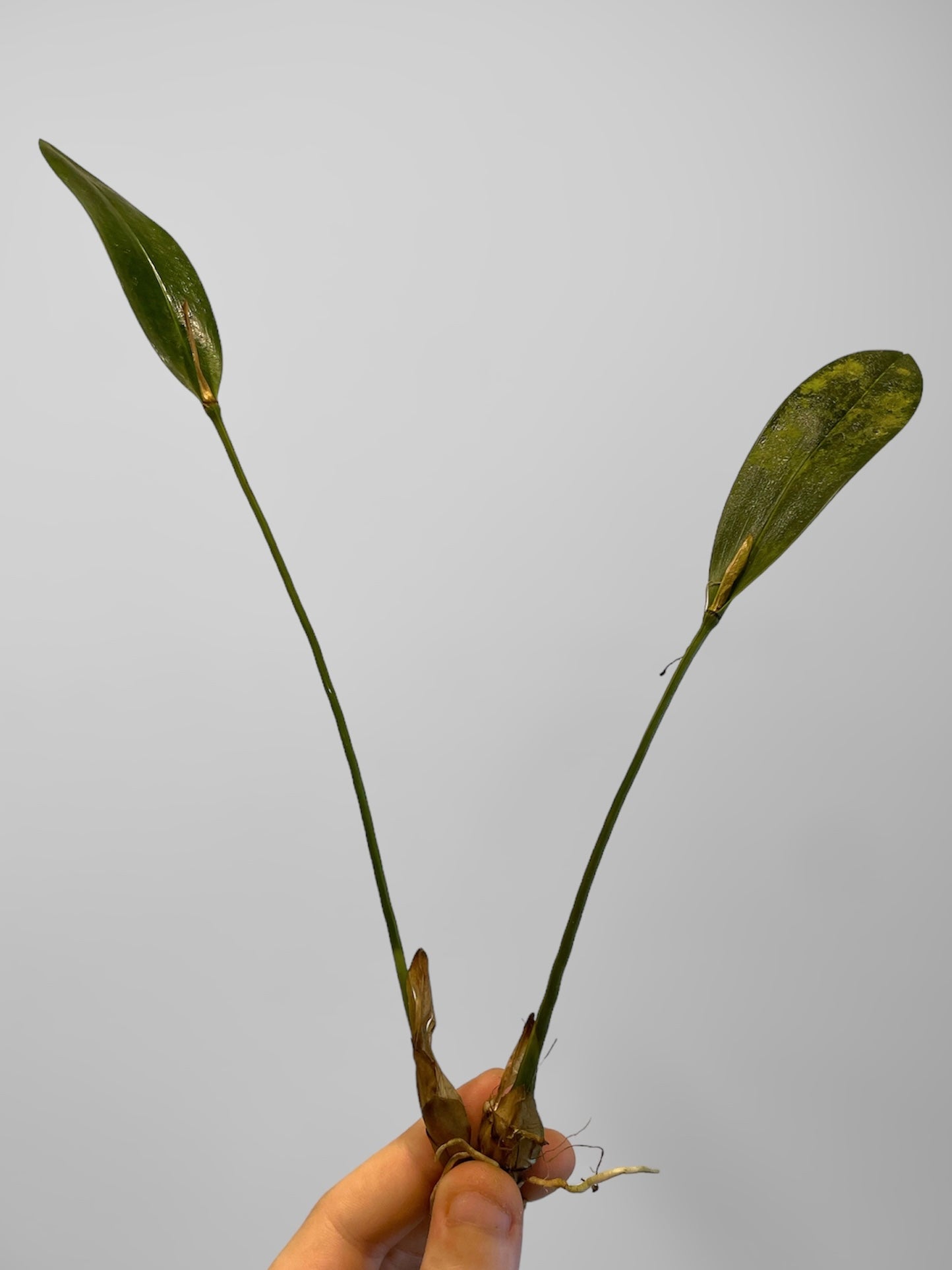 Diplocaulobium arachnoideum 'OrchidFix Tiny Gem' (division)