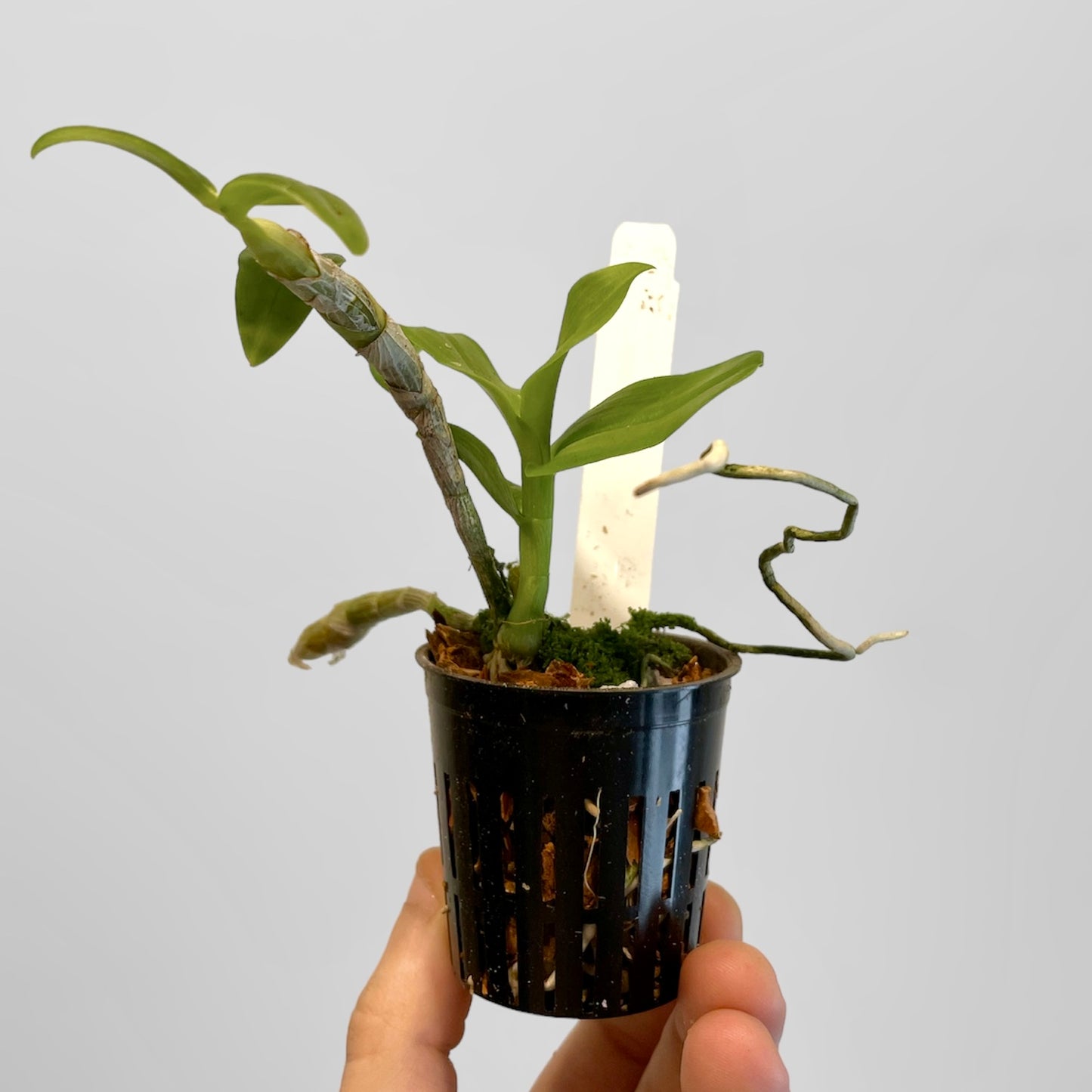 Den. anosmum Lavender 2in