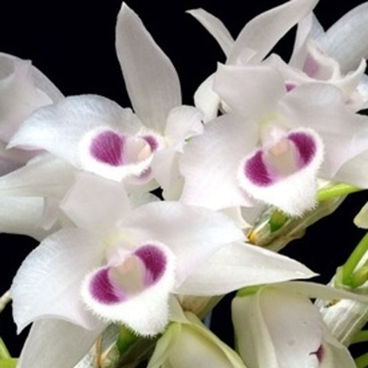 Den. parishii semi alba x sib 4in