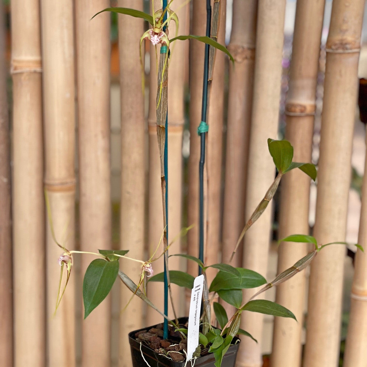 Den. tetragonum v. album x sib 4in