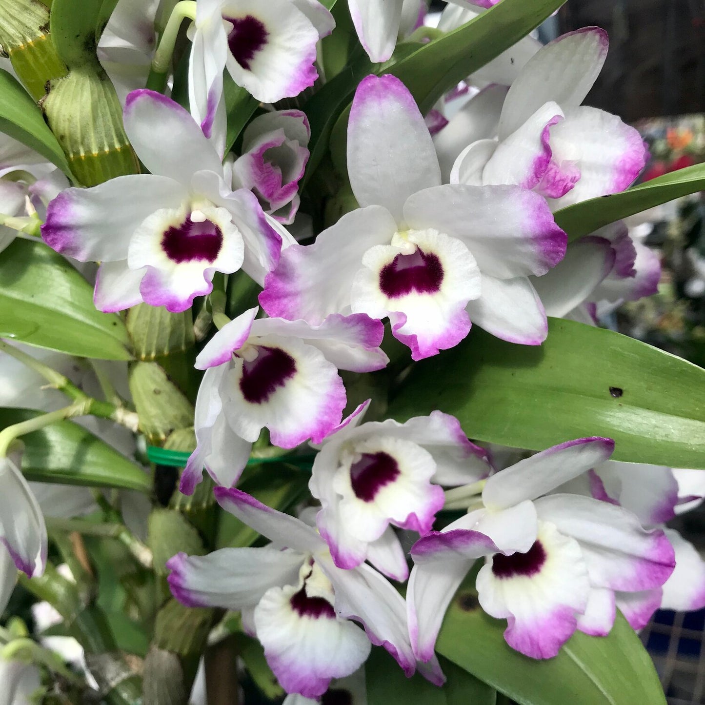 Den. Love Memory ‘Fizz’ (clone) 4in