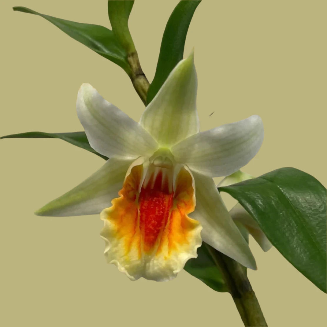 Laelia – littleorchidannie