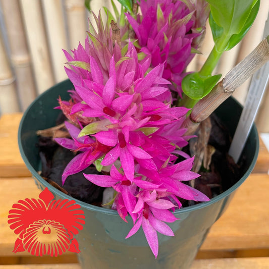 Den. tannii x sib 4in