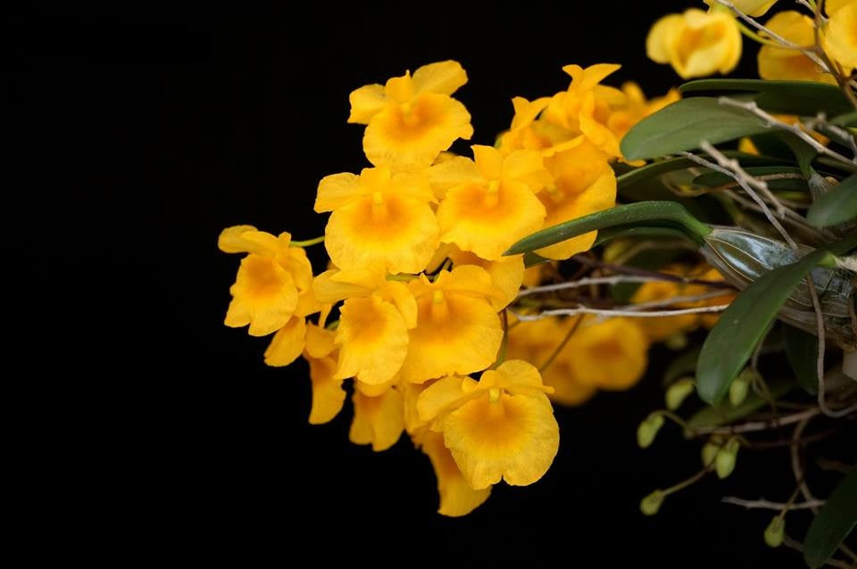 Dendrobium lindleyi x sib (syn. aggregatum) 4in