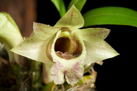Dendrobium hekouense x sib (division)