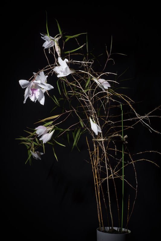 Dendrobium papilio 2in