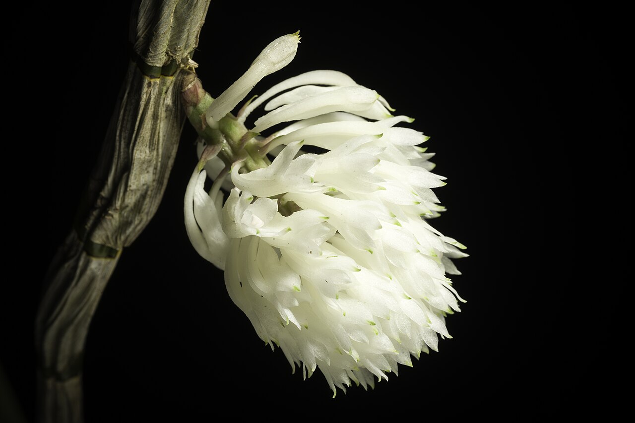 Den. purpureum forma alba 2in