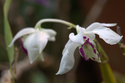 Dendrobium rhodostictum x sib 4in