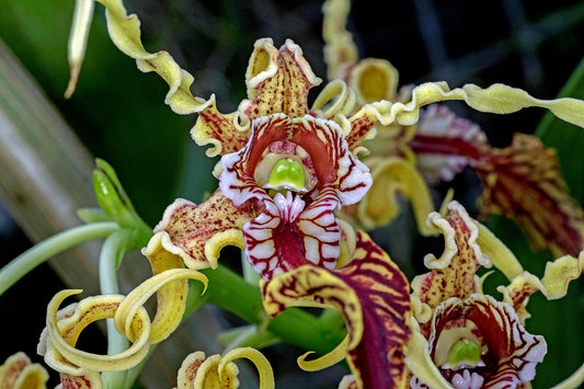 Dendrobium spectabile