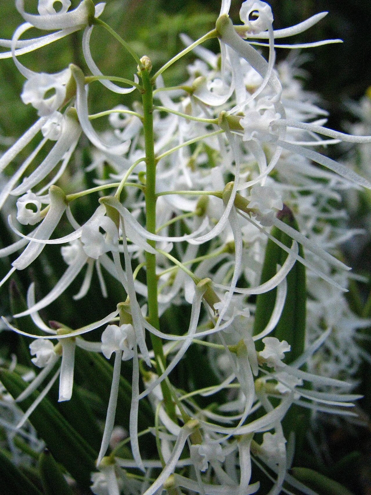 Dendrobium wassellii 4in