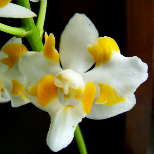 Doritis pulcherrima f. champornensis (white) 3in