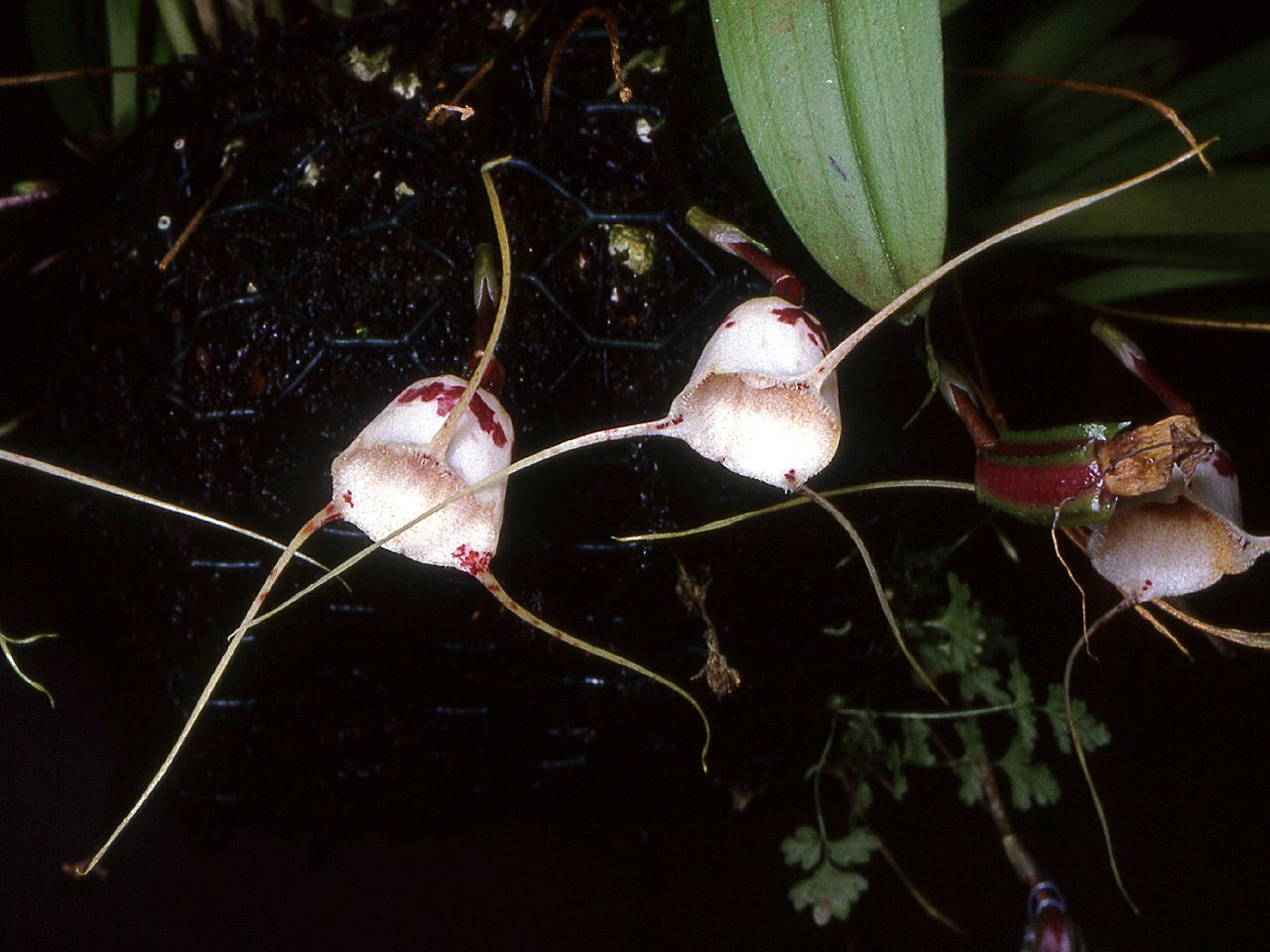 Dracula inaequalis 3in