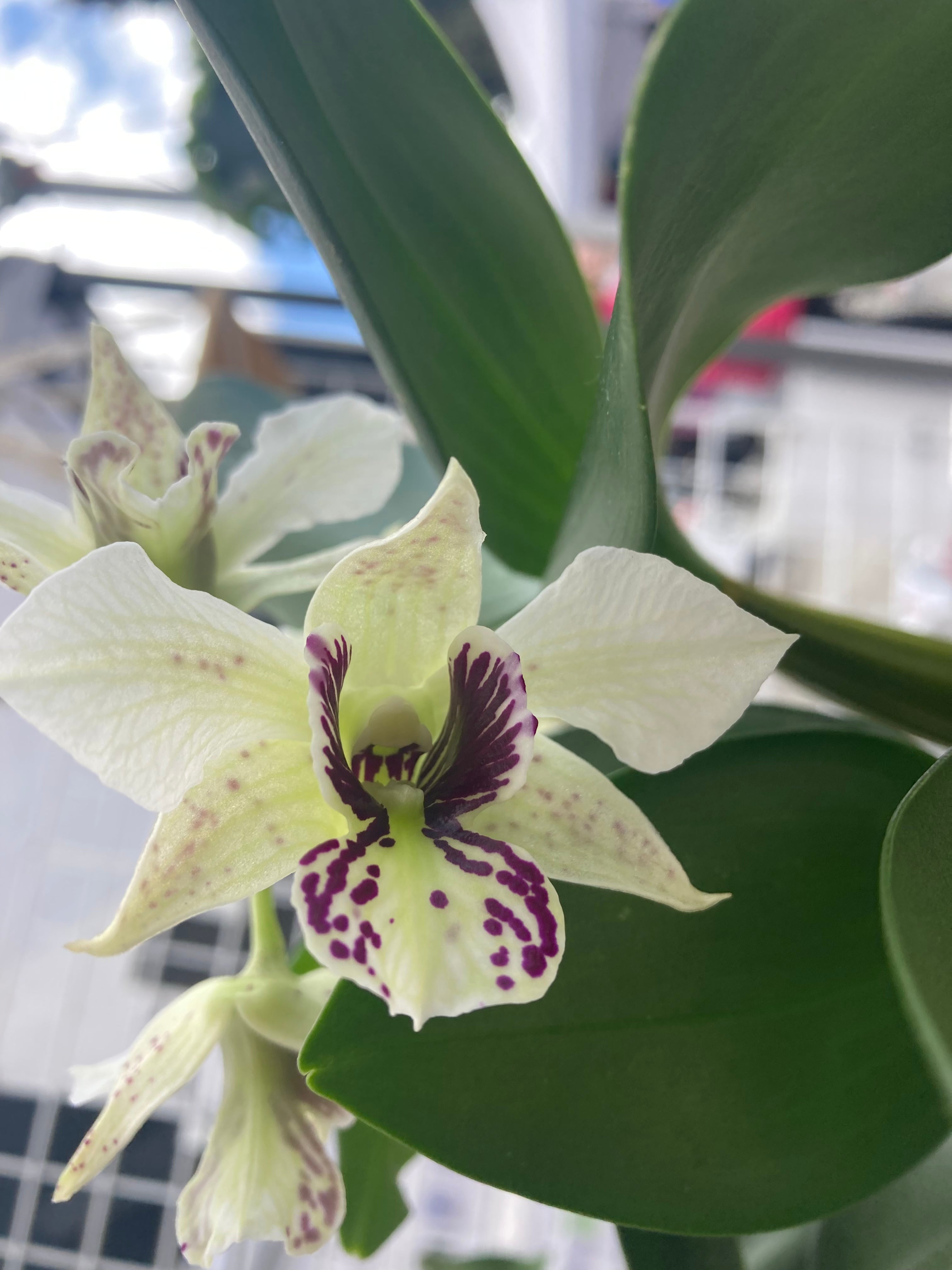 Cattleya and Hybrids – littleorchidannie