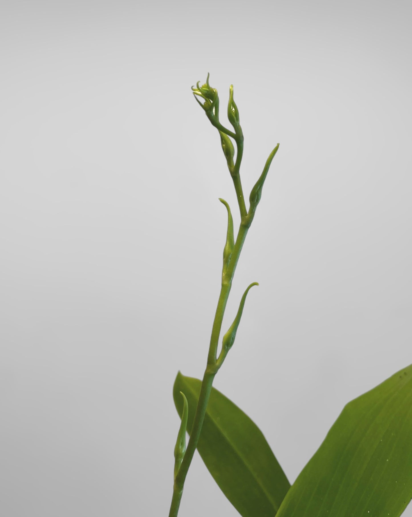 Brassia Rex 'Sakata' AM/AOS 4in (LARGE)