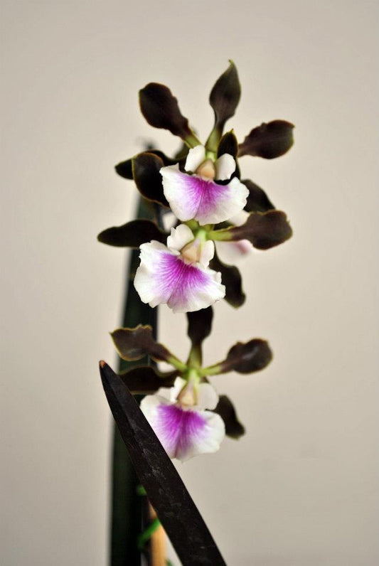 Encyclia randii 2in