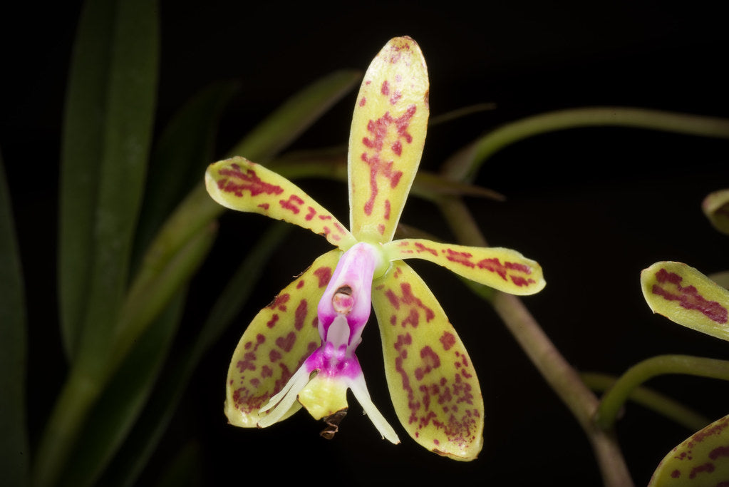 Epi. raniferum x self (+ Oryzalin) 4in