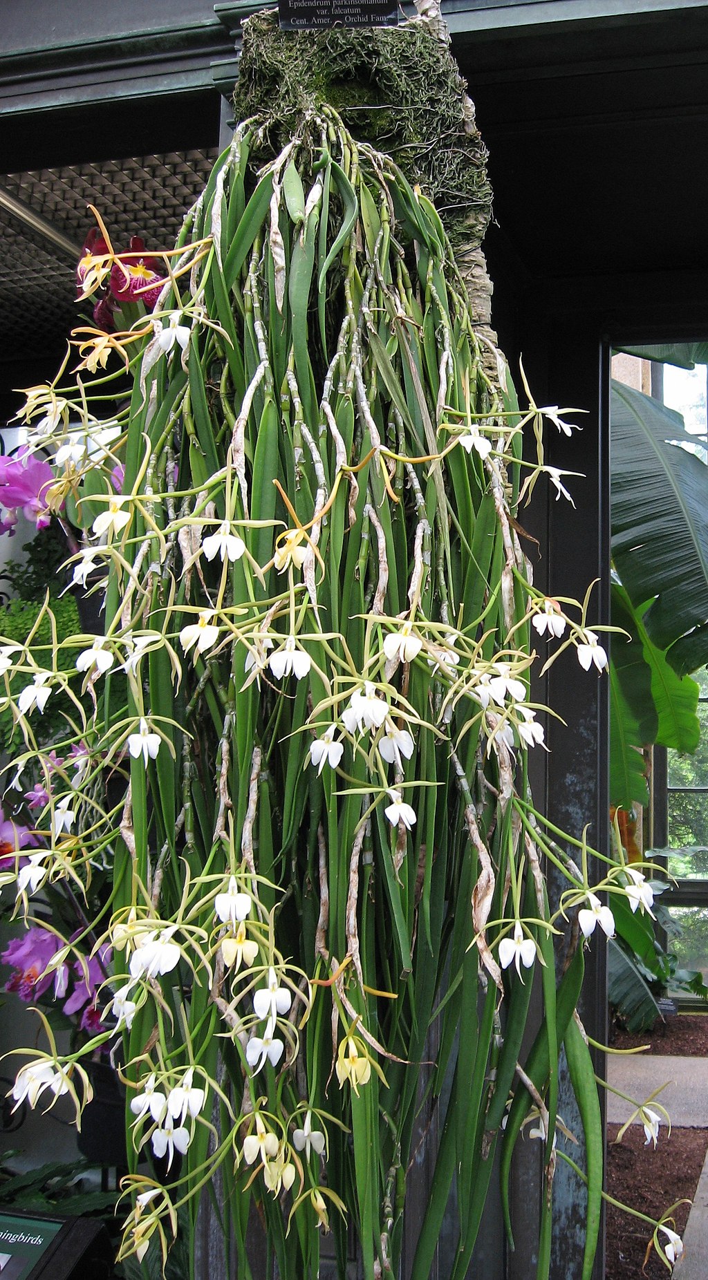Epidendrum falcatum x sib 4in